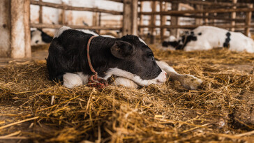 Ahırdaki Konfor, Süt Sağım Odasındaki Kazanç: İnek ve Buzağı Yataklarının Verime Etkisi