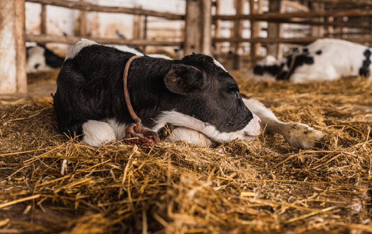 Ahırdaki Konfor, Süt Sağım Odasındaki Kazanç: İnek ve Buzağı Yataklarının Verime Etkisi